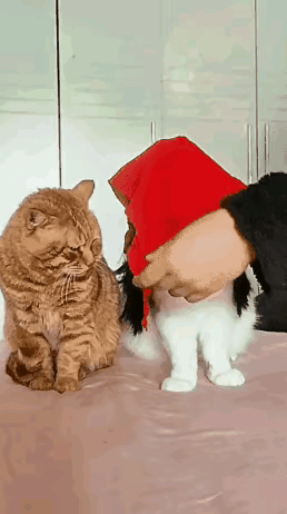 橘猫：哇靠，这么丑，彩礼能退吗？[黑线]