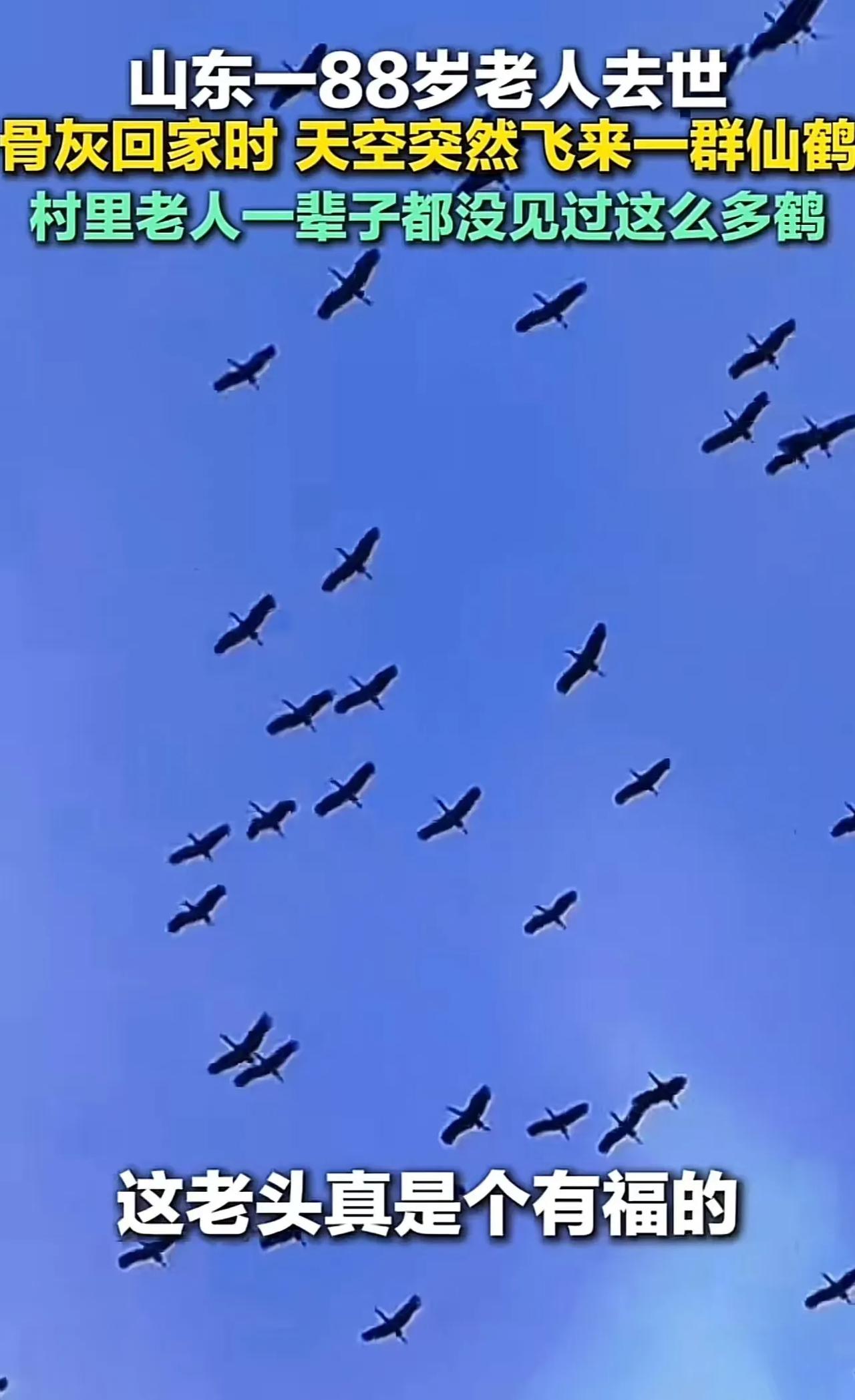 离奇！山东滨州，88 岁老人去世，骨灰回家时，天空突然飞来一群仙鹤，村里老人直呼