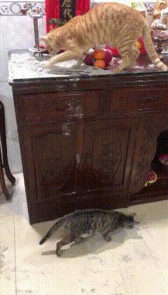 这几只沙胆咪竟把仙炉灰当猫砂，一本正经地刨啊刨，还撅着屁股准备“开工”。祖先饭碗