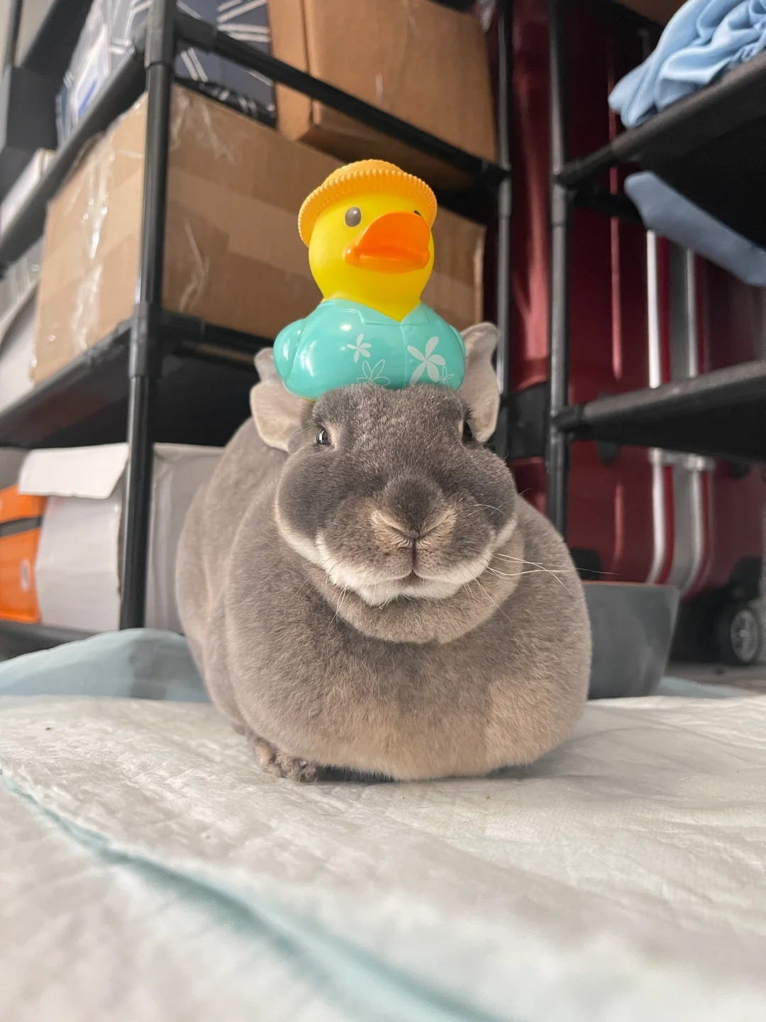毛绒怪和她的小橡皮鸭🦆