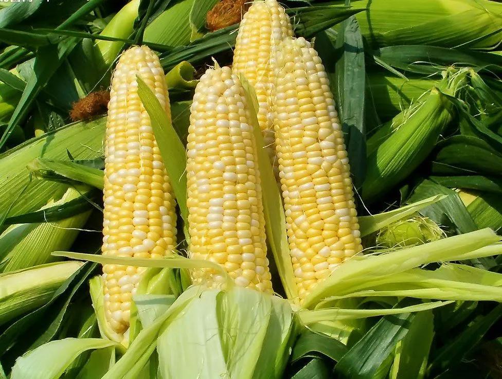 立秋之后菜市场上新了大批秋桃、嫩玉米，售卖价格比盛夏实惠不少。下班路上我顺手买了