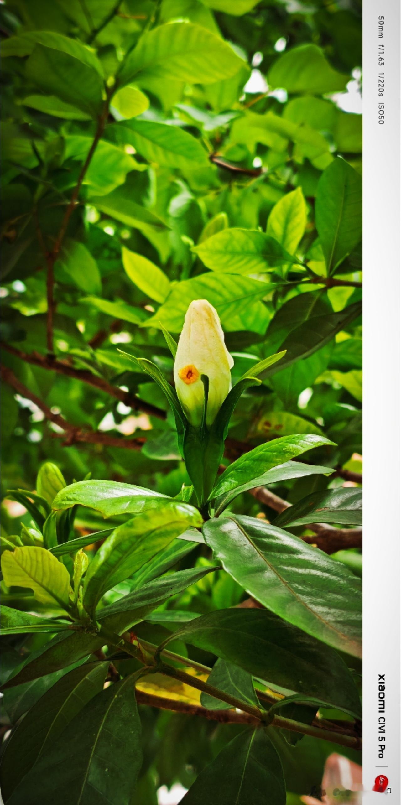 雨停了，经过一夜浸润，栀子花洁白如凝脂，紧锣密鼓地开在角落里。天地最懂自然之道，