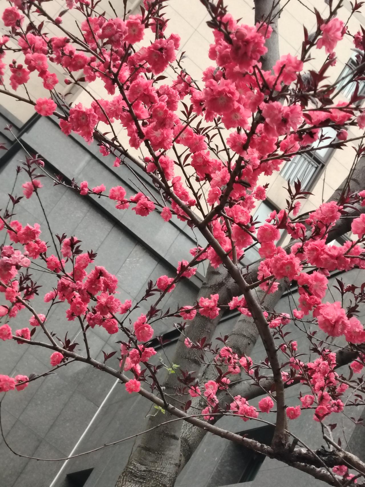 桃花之美