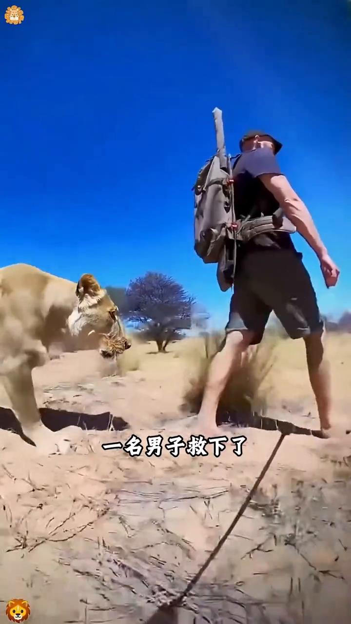 救下弃养幼狮，朝夕相伴养大。
你敢相信吗？一名男子救下了一头被遗弃的幼狮，像家人