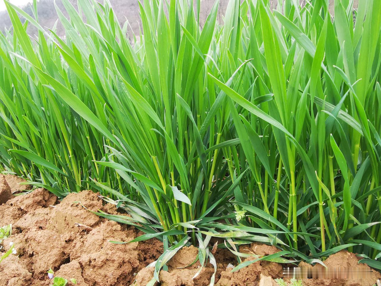 农民都有地，无地农民不存在，无需制造焦虑！

第一次土改之后，农民都分得了土地农