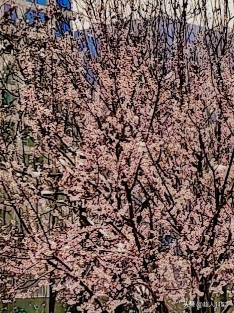 今日赏花了，
春暖花开的季节。

春回大地万物生，
阳光明媚百花开。

随手拍下