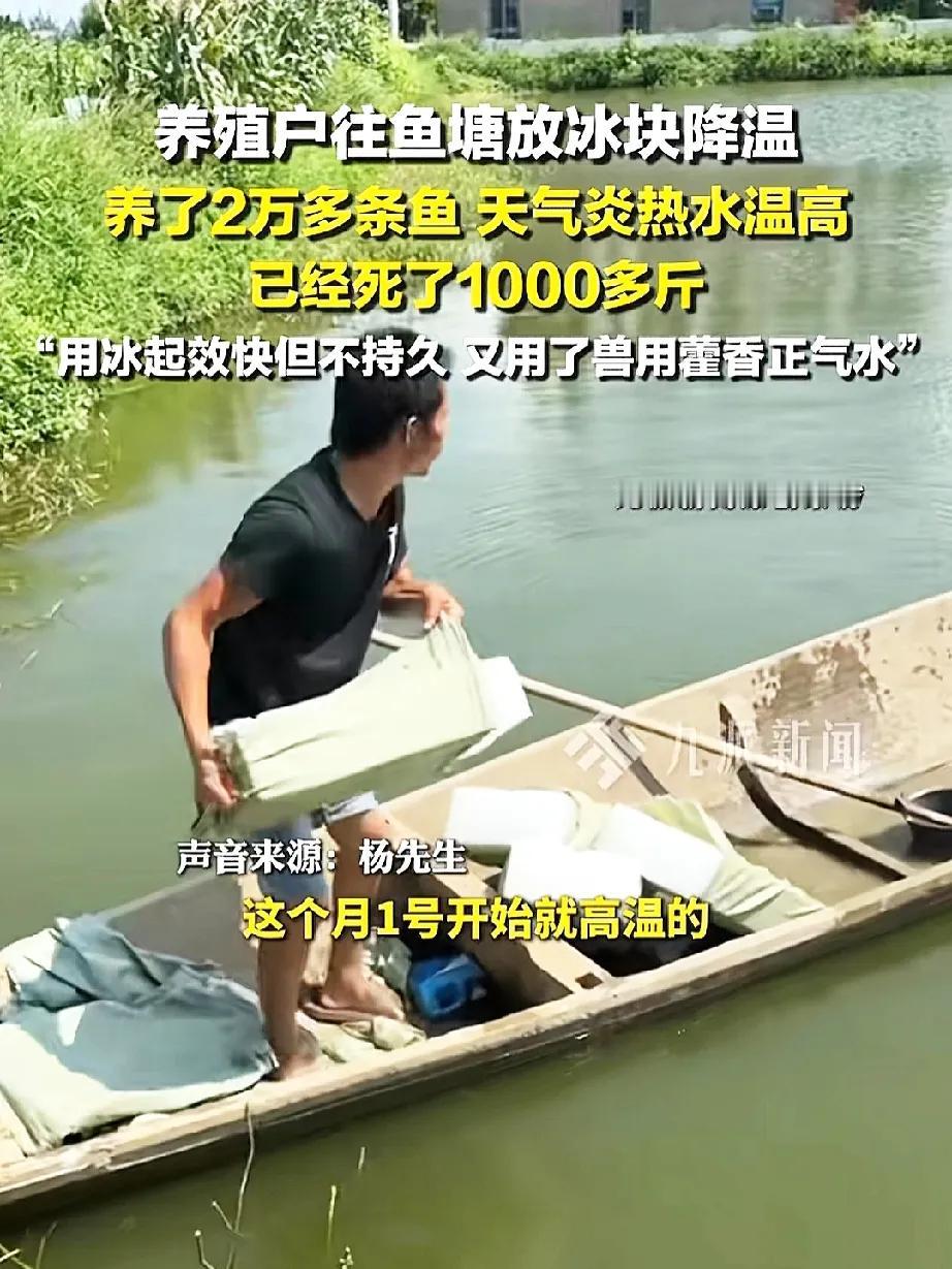 这个鱼塘主真是个人才！

天气炎热水温高，鱼塘的鱼热的集体绝食，塘主脑洞大开倒入