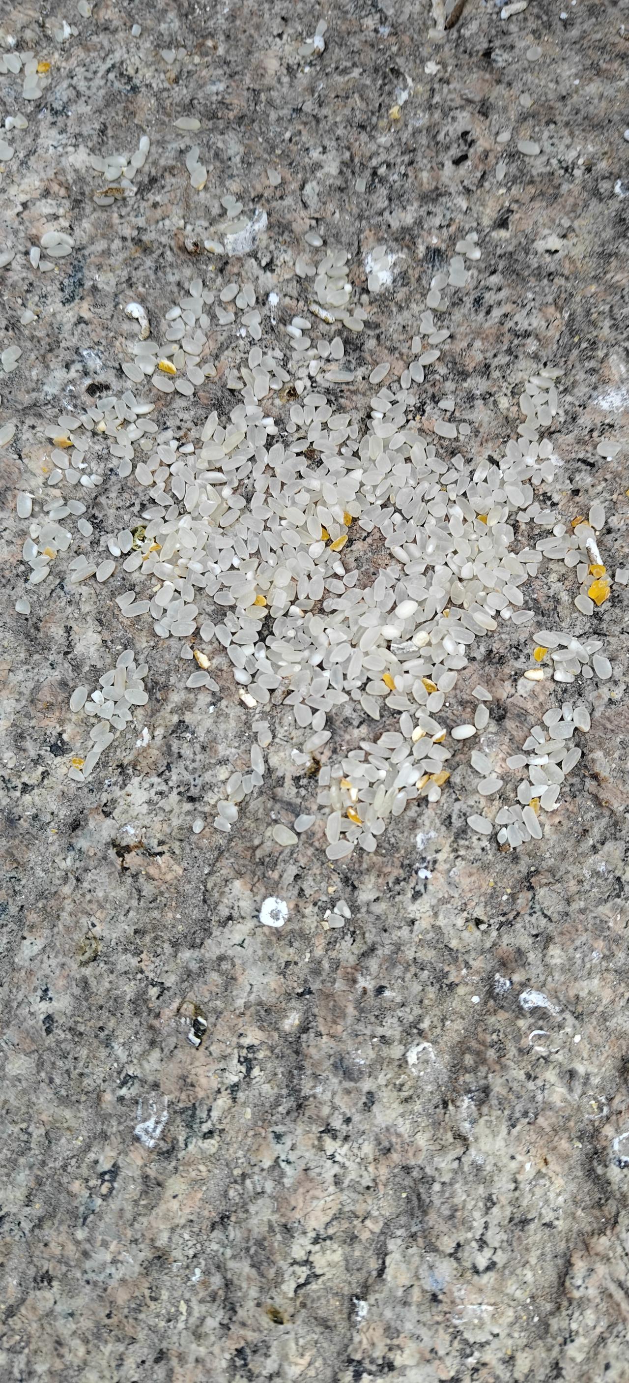 曾经看过一个麻雀怎样吃大米的短视频，只见麻雀用嘴把稻谷的壳磕掉后，把大米粒吃了下