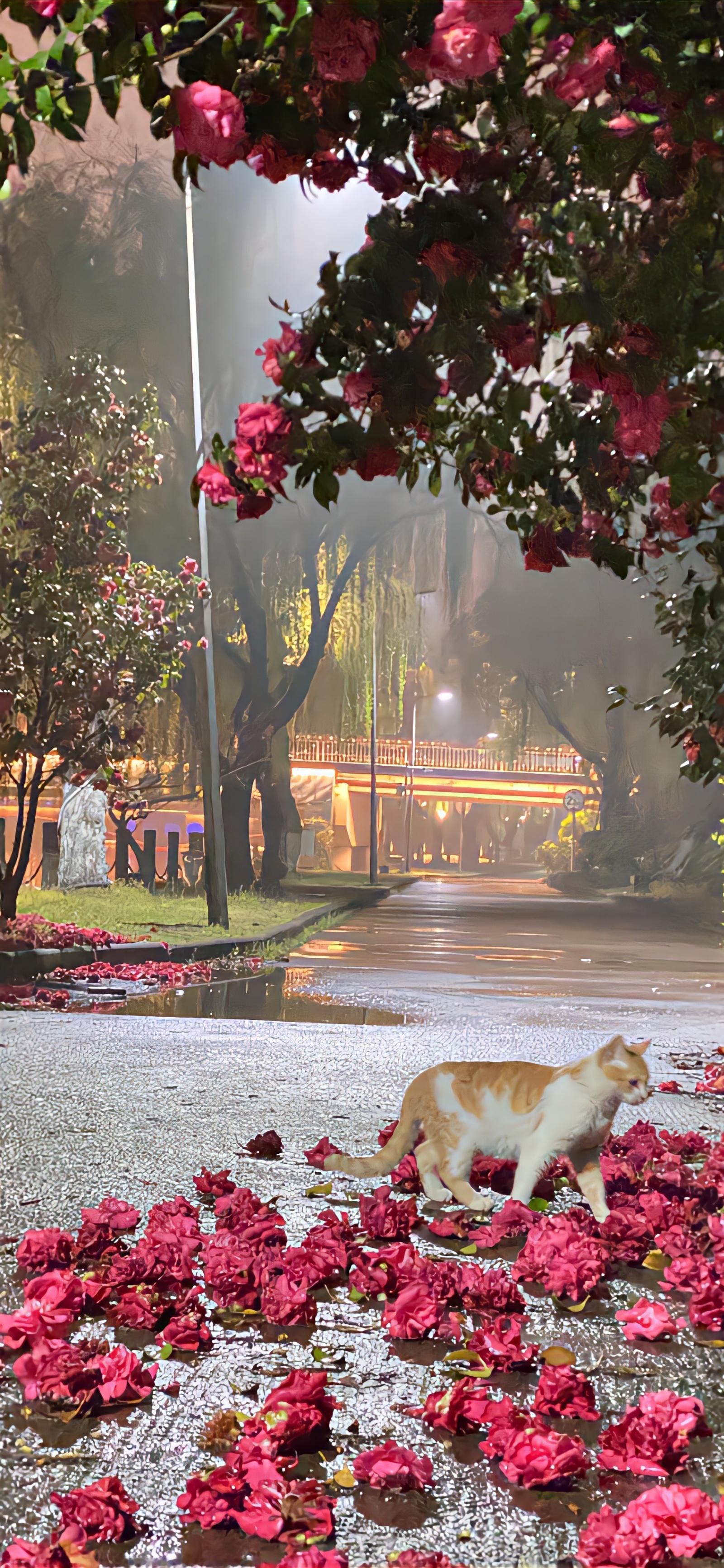 今日芒种，也标志着我们正式进入了甲辰年的庚午月的范畴当中，这也是一个长长的属于火