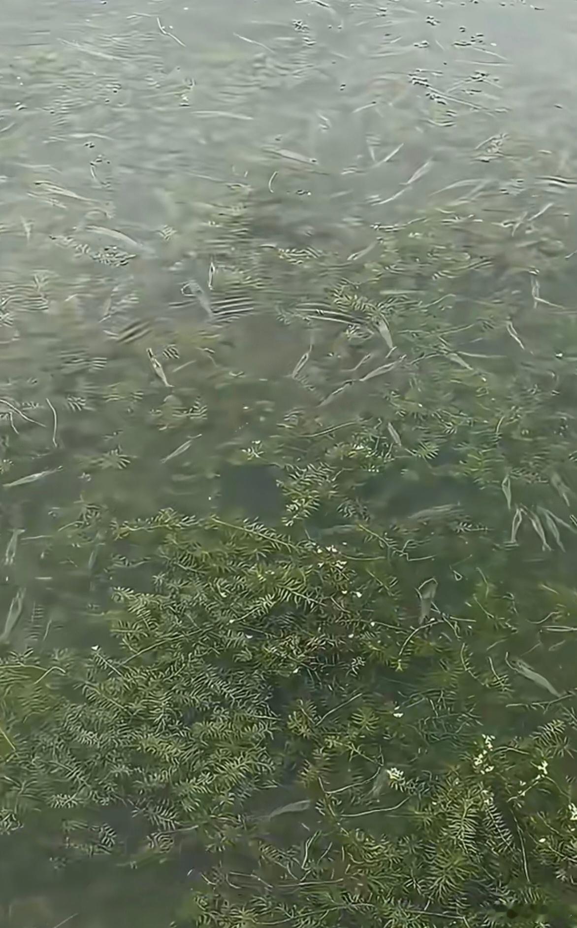 这些河虾算野生的吗？（一斤150元左右。） 