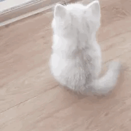 发现一只悠闲自在的小猫！ ​​​