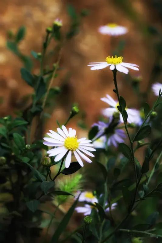 素素淡淡篱边菊。“圆圆缺缺天上月，请君来对下联”，这上联描绘出月亮的阴晴圆缺之态