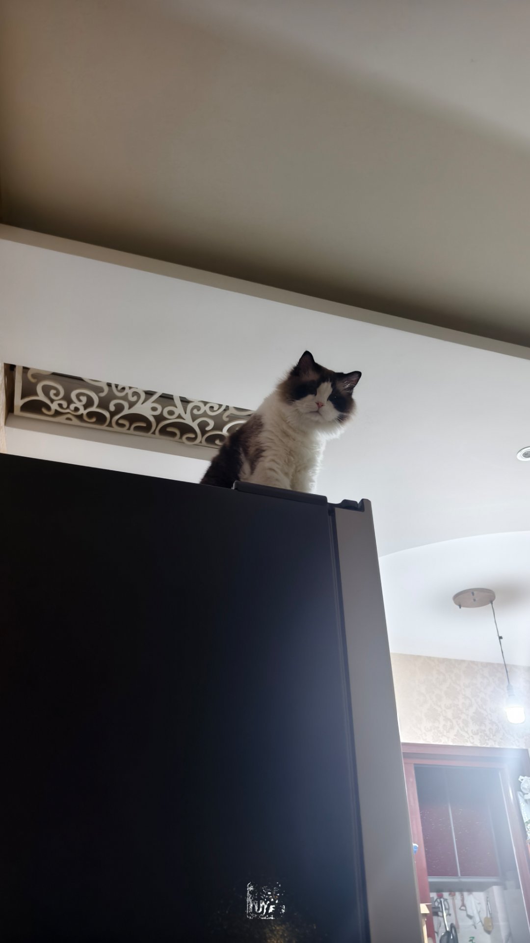 猫大王。。。。 