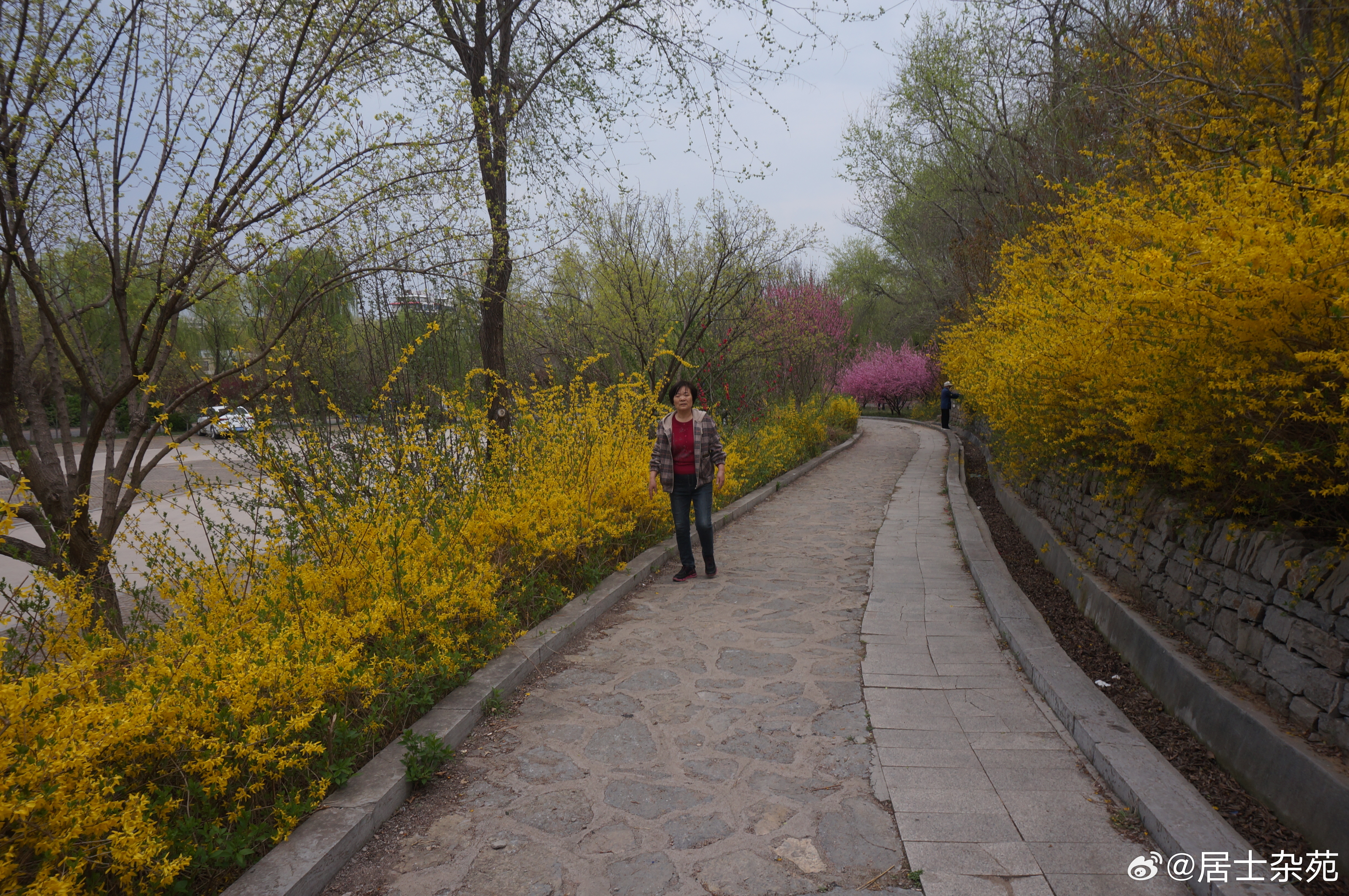 连翘怒放王府街道富贵养生苑的连翘依然处于盛开期。 青州·富贵养生苑