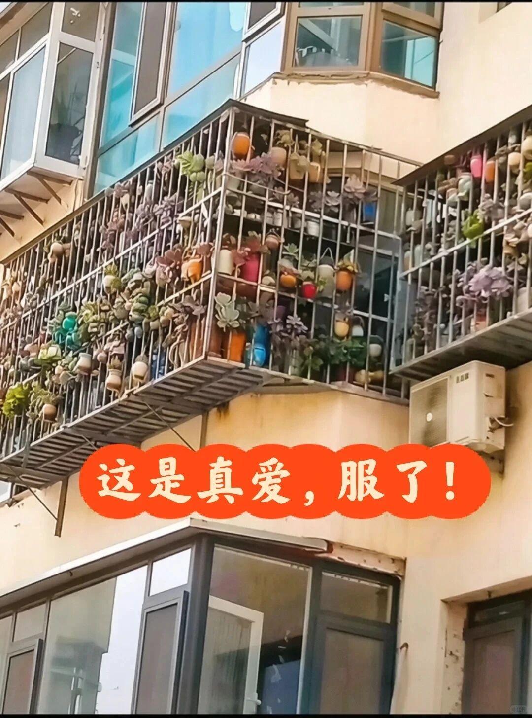 全国独一份，这绝对是真爱
剁肉是很多人都喜欢的小绿植
但凡养过的，都知道这玩意需