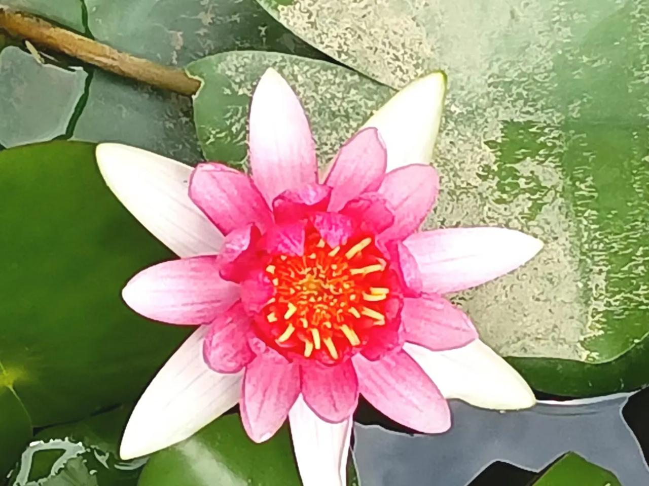 #夏日生活打卡季#


春有百花    夏有荷

蝉鸣惊半夏   晴光映荷花

