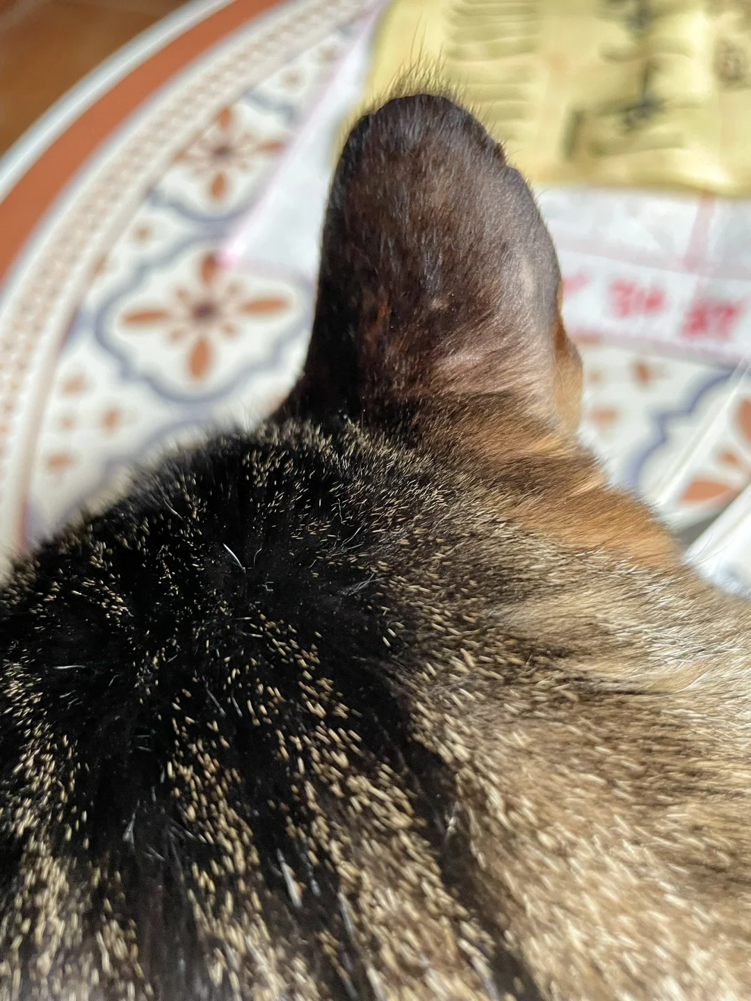 我的猫耳朵有点怪