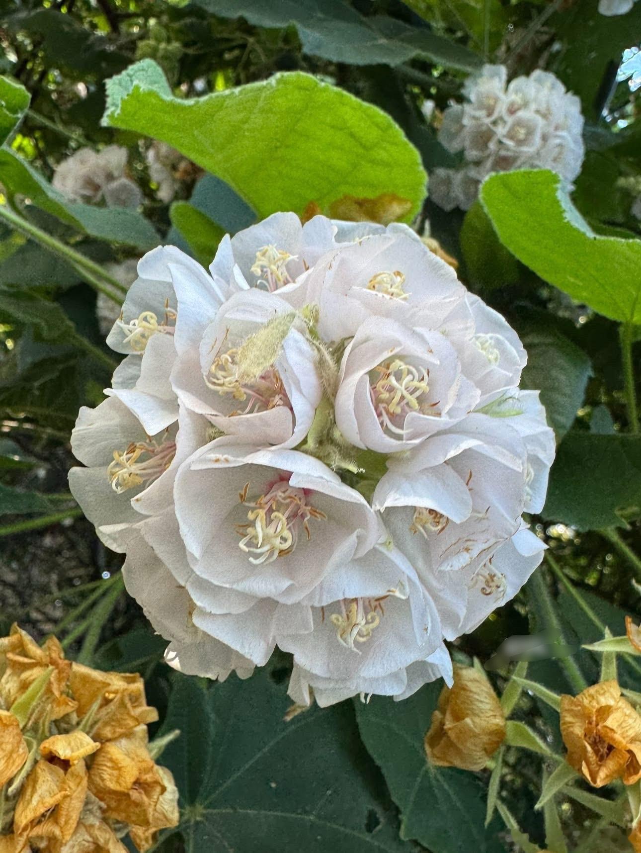 非常浪漫的非洲芙蓉 