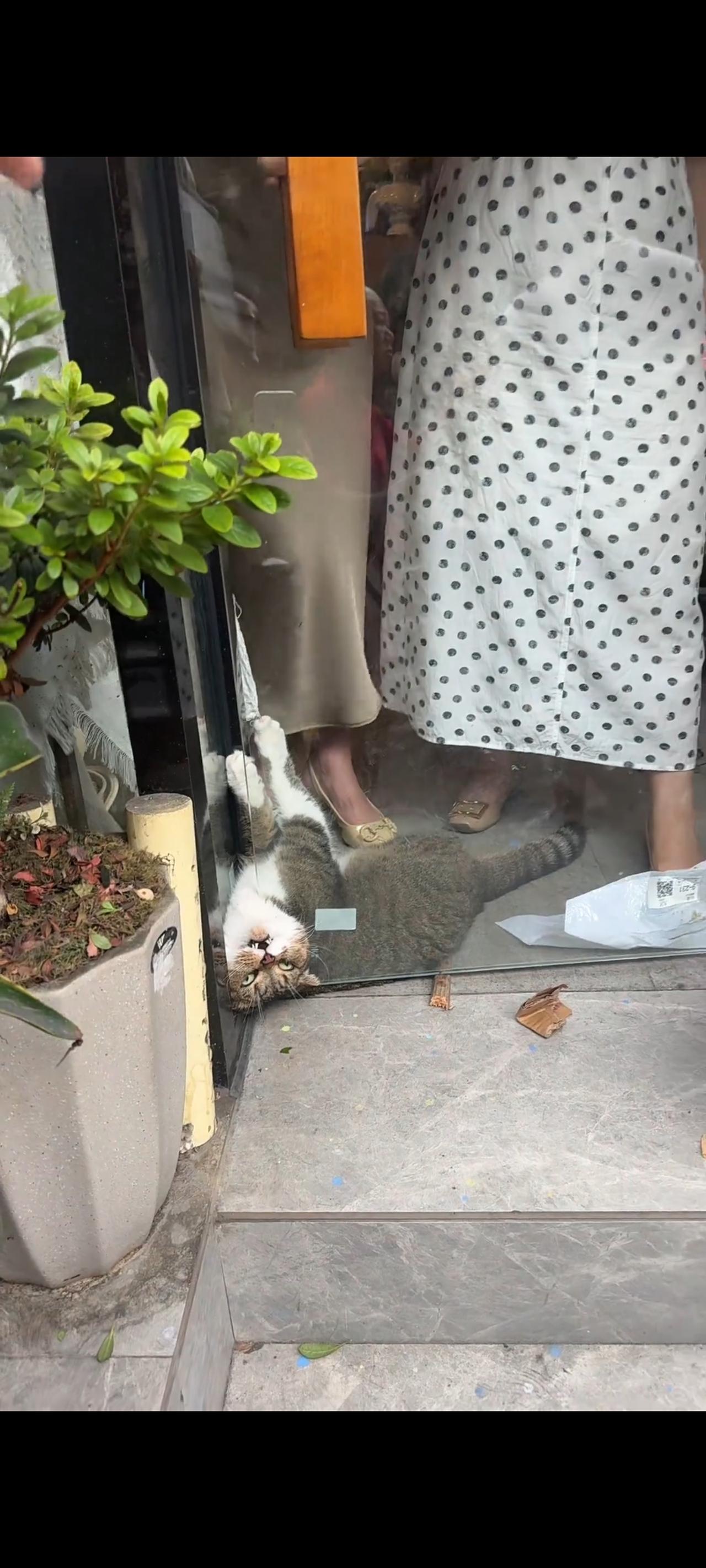 实在让人感到无语了，电动门突然失灵，竟然将顾客猫咪的脖子，给牢牢的卡在了玻璃缝隙