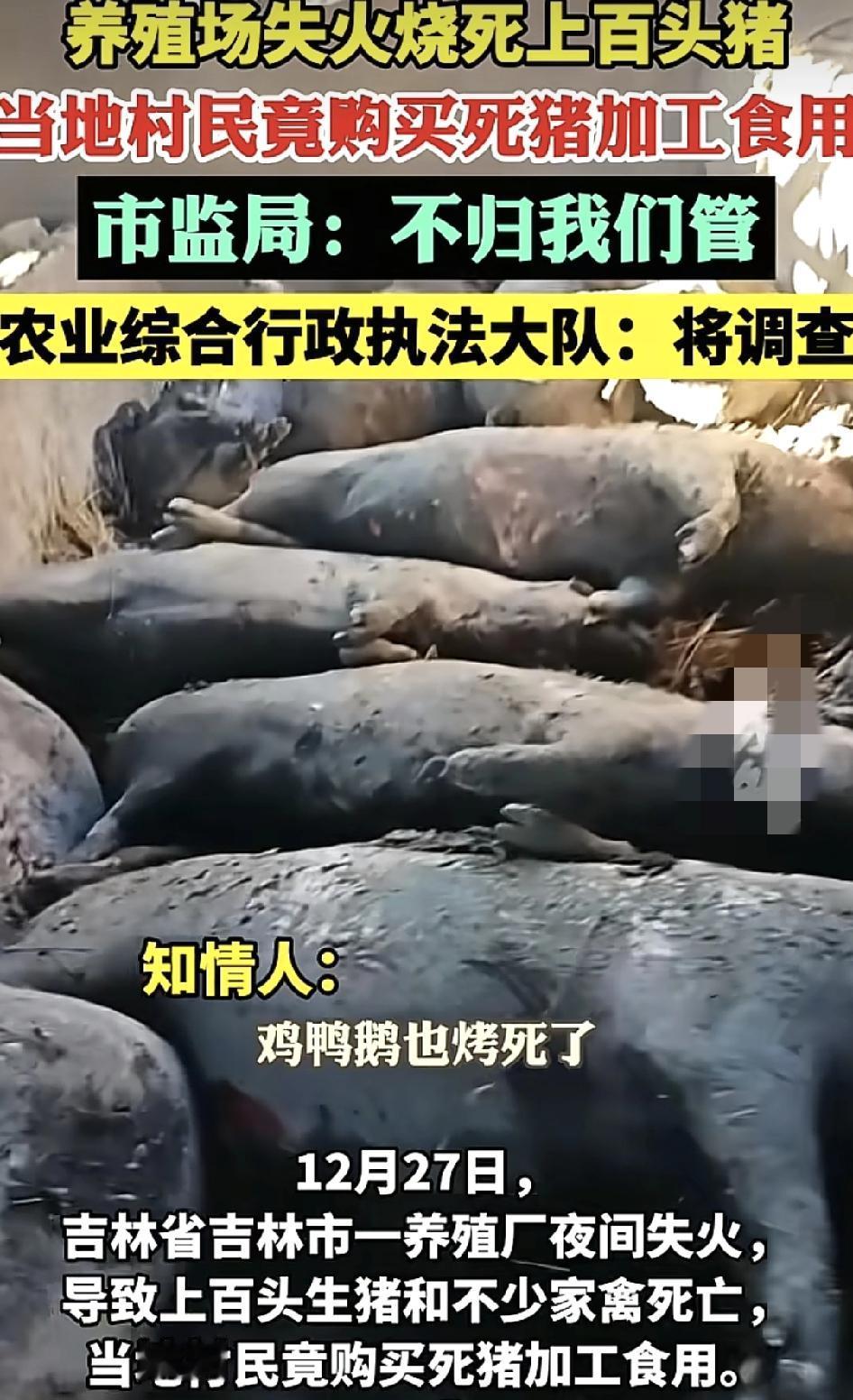 吉林省一养鸡场夜间失火，导致100多头生猪和家禽死亡，鸡鸭鹅都被烧死了，不过有附
