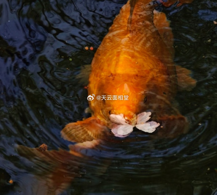 见锦鲤迎好运！ 