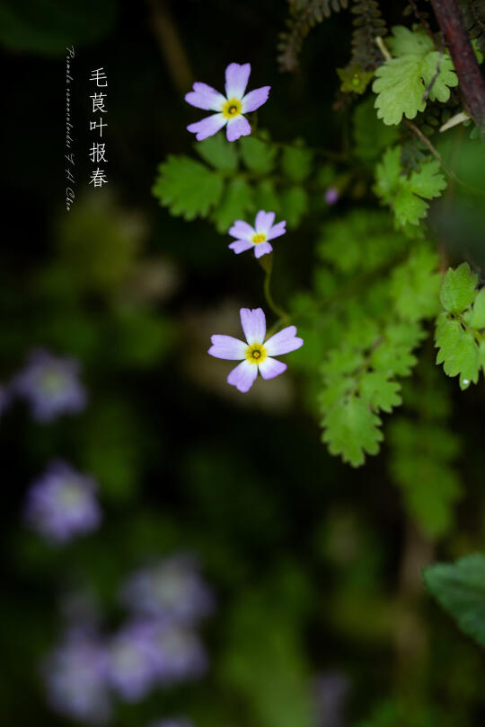 毛茛叶报春花｜Primula ranunculoides F. H