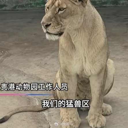 动物园灾前将猛兽锁死致多只溺亡 西安·华严寺