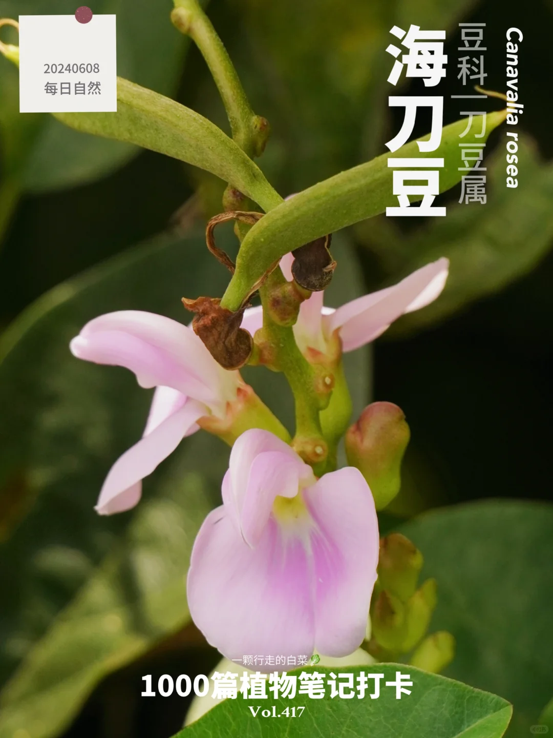 植物笔记417 | 长在海边的海刀豆