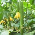 《嫩果特长丝瓜种子幼果鲜嫩爽口适合清炒煲汤多种烹饪方式》嫩果特长丝瓜种子幼果鲜嫩