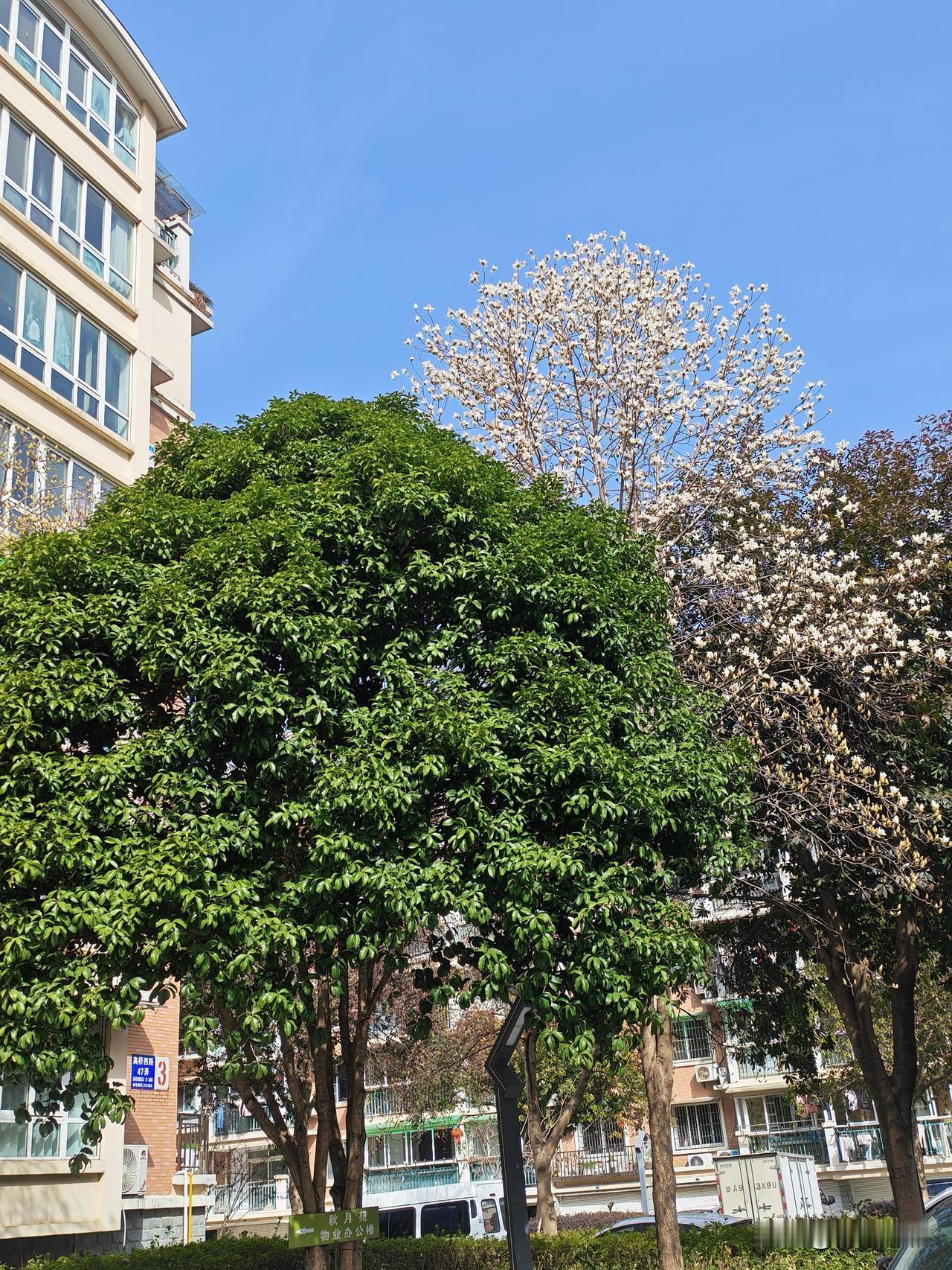 挺喜欢玉兰花，朵大，花瓣厚实有质感。白色的纯洁无瑕，红色的红得别致。花开的时候只