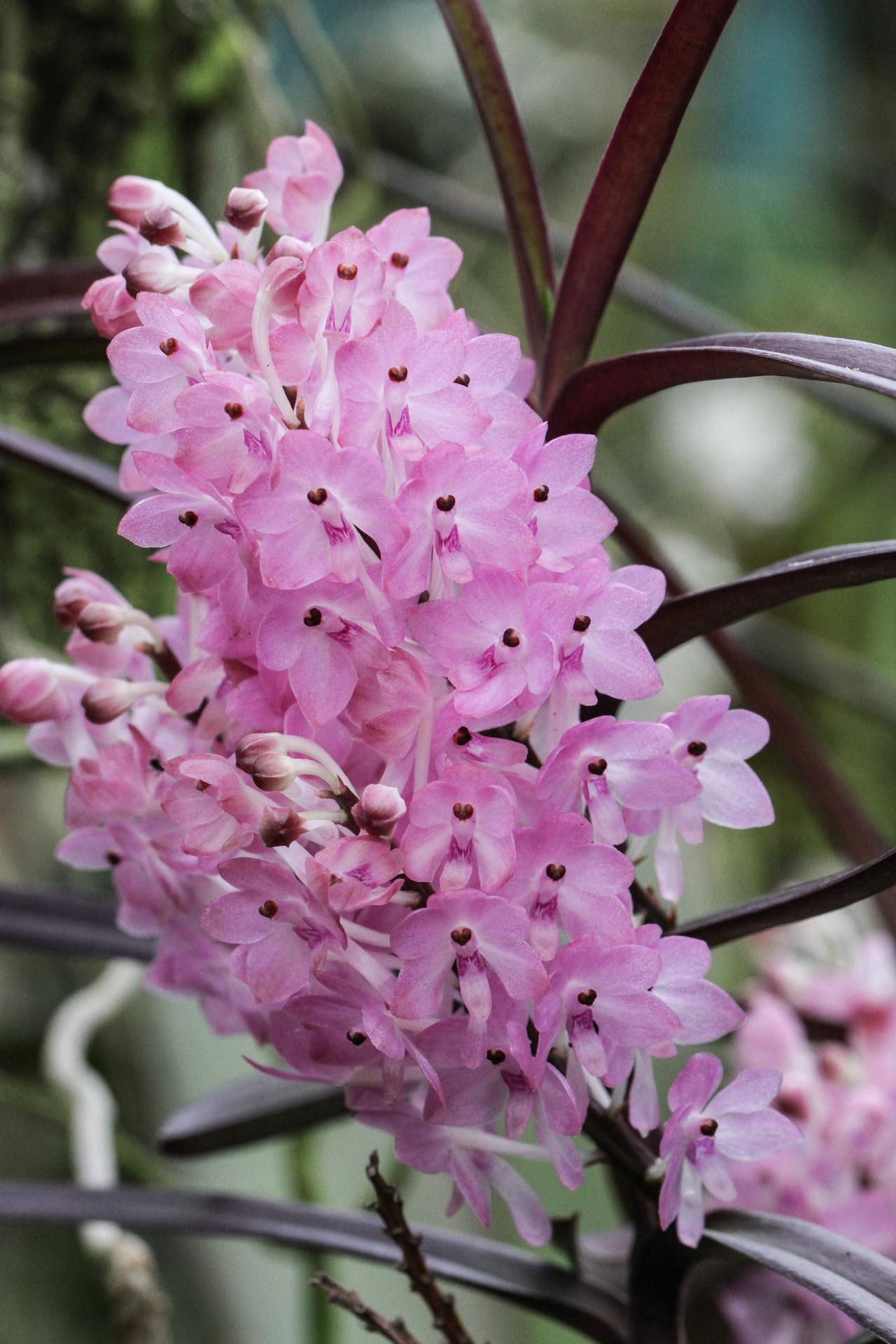 Ascocentrum christensonianum x self 指的是 