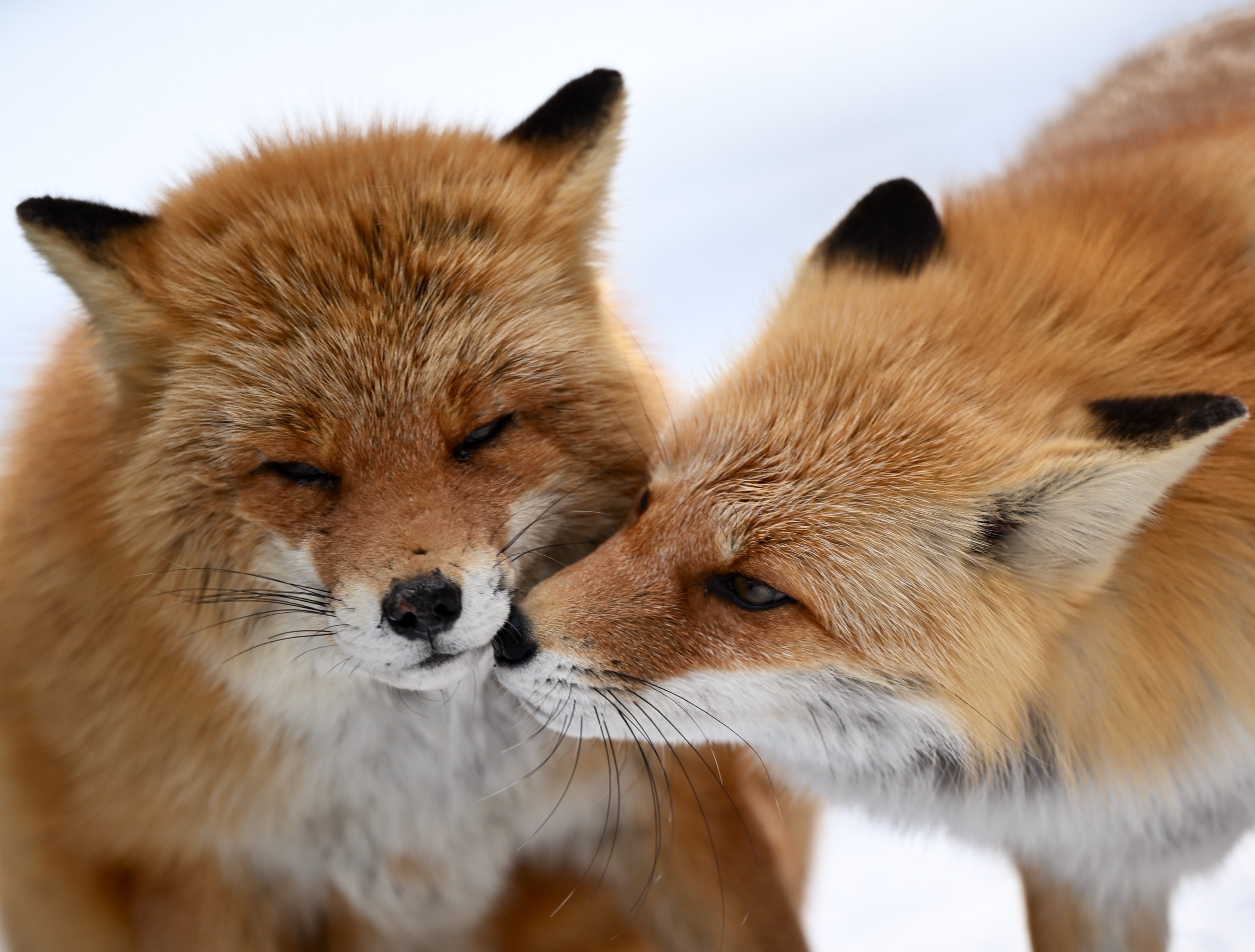 狐狸 甜甜©️animal0_zoo 
