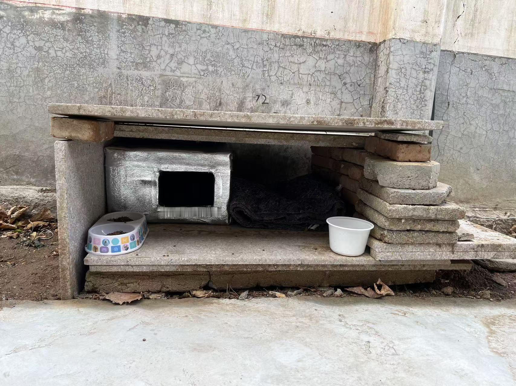 嘿，亲爱的流浪猫猫们，来这里，温暖过冬呀！里面有个毛绒毯子，过几天再完善一下，垫
