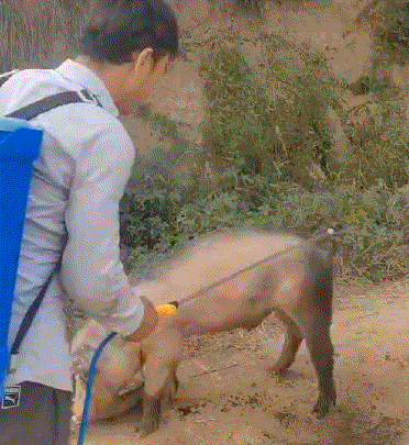 你糊弄我，我糊弄你！