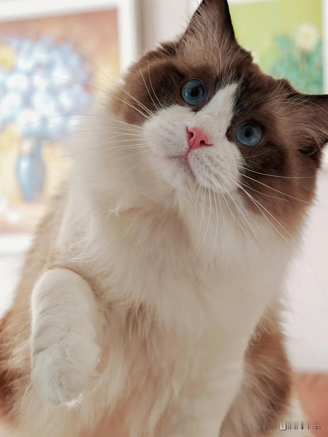 我家帅气布偶猫「十五」今天4岁啦🎂
3月15日出生的，遇见十五也是一份特别的缘