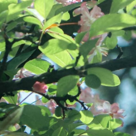 🌸 人生是一万次的春和景明暗巷尽处有野樱绽放，裂缝深处藏着春雷。跌倒时攥紧的泥