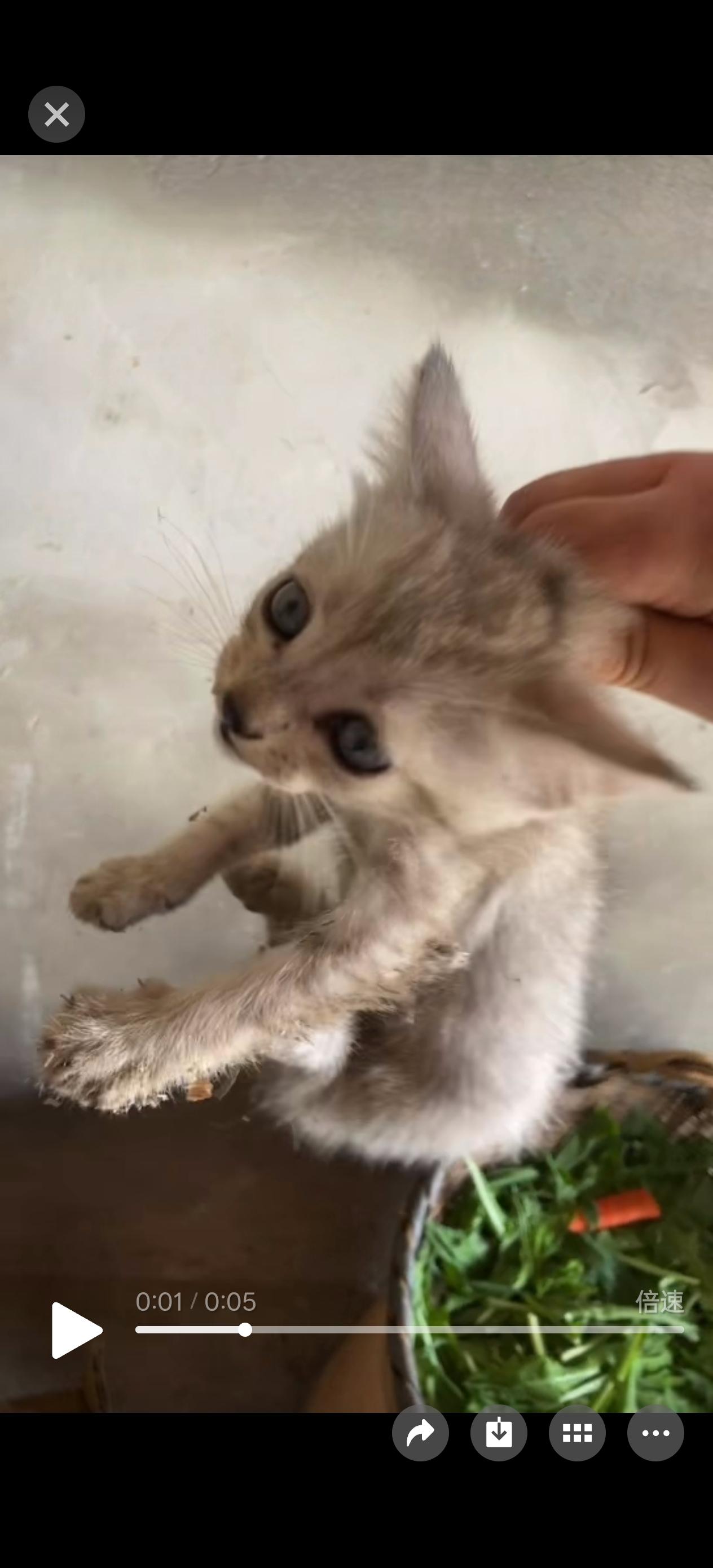 为什么要养猫呢 铲屎官的日常碎片 懒猫躺平记 躺猫 成长力计划