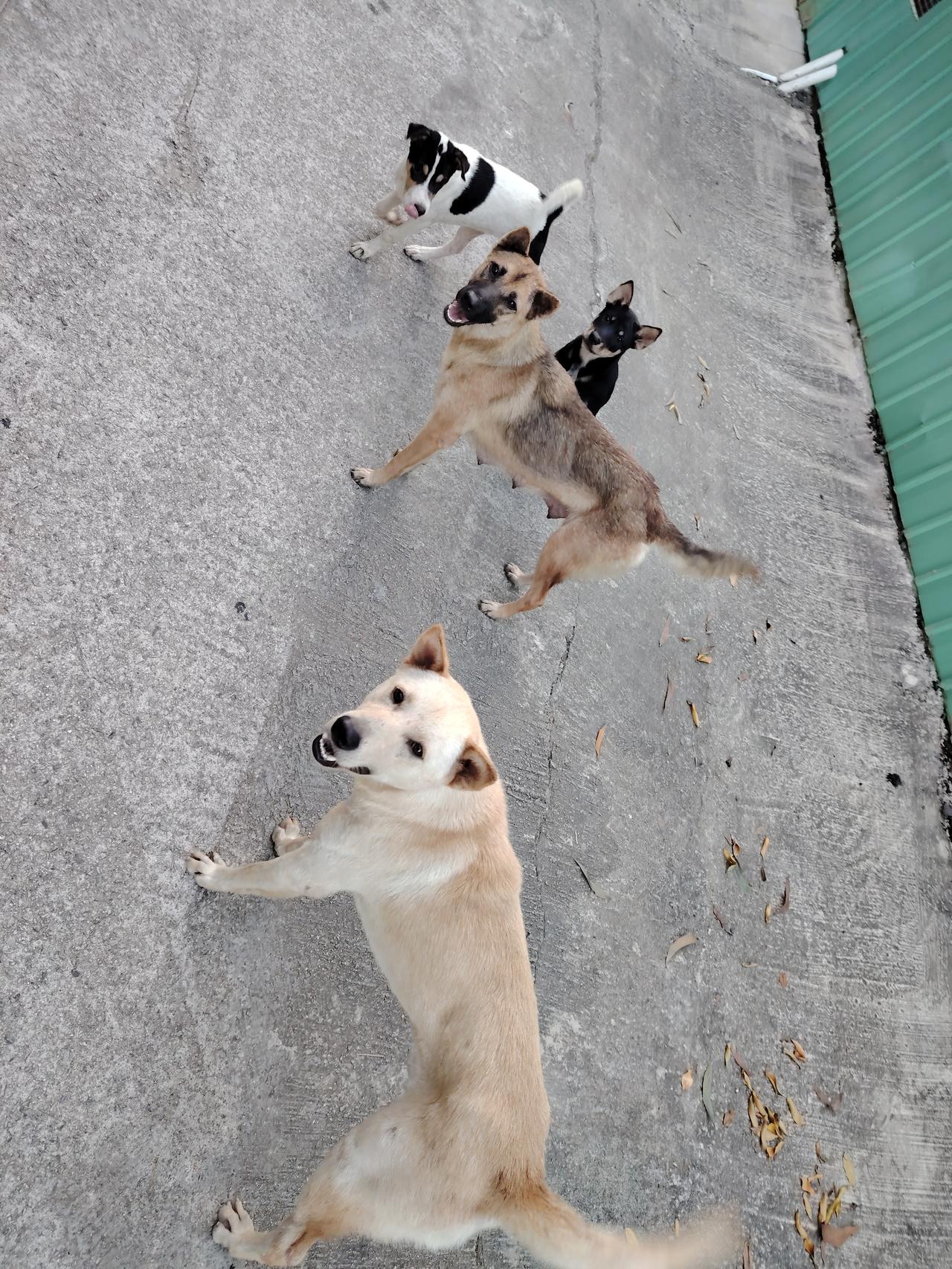 四只狗狗在阳光下嬉戏，快乐[玫瑰]🐾🌞