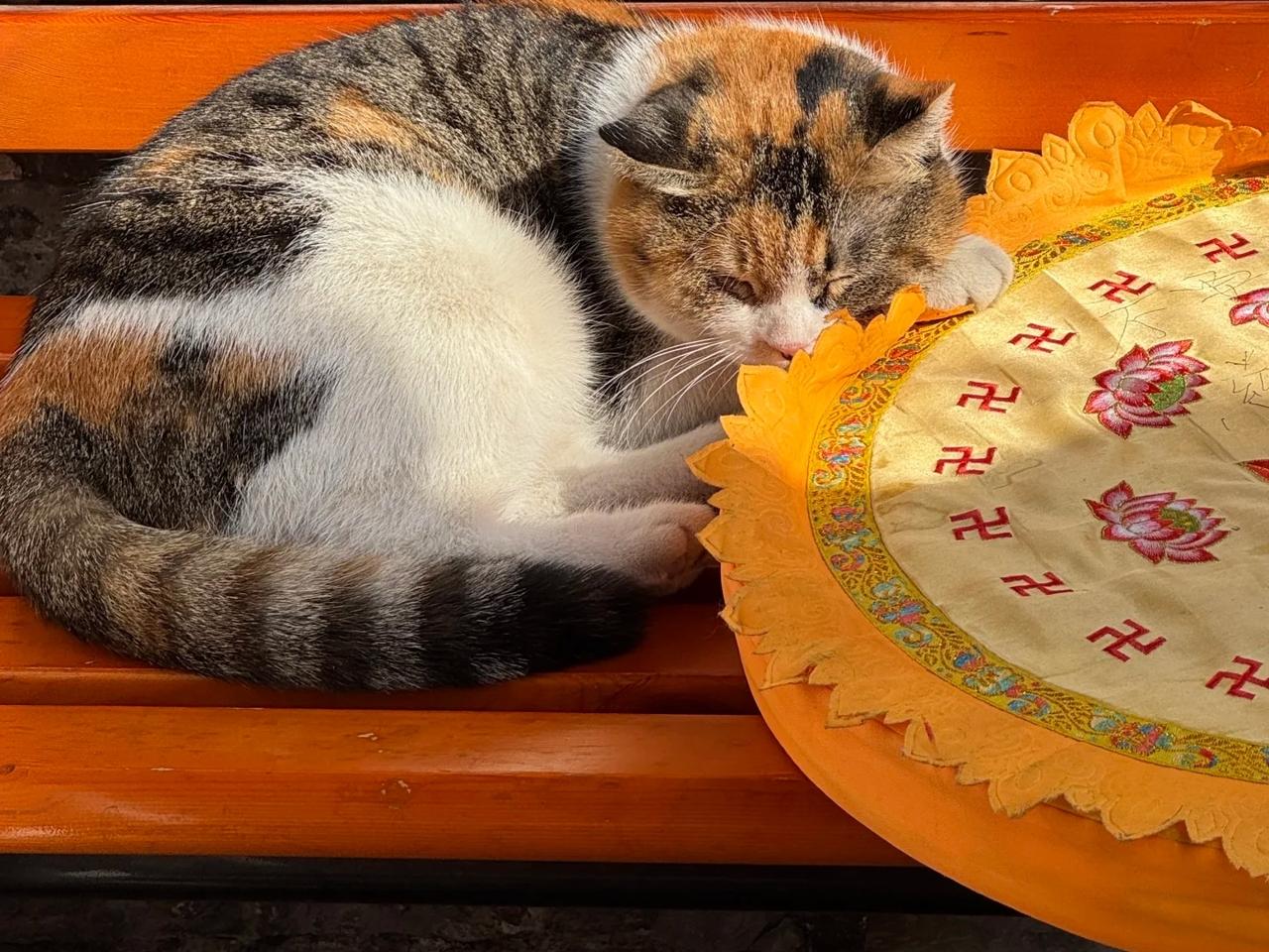 前段时间去了趟北京白云观，在里面偶遇了一只超有灵气的三花猫！一直蜷在长椅上晒着太