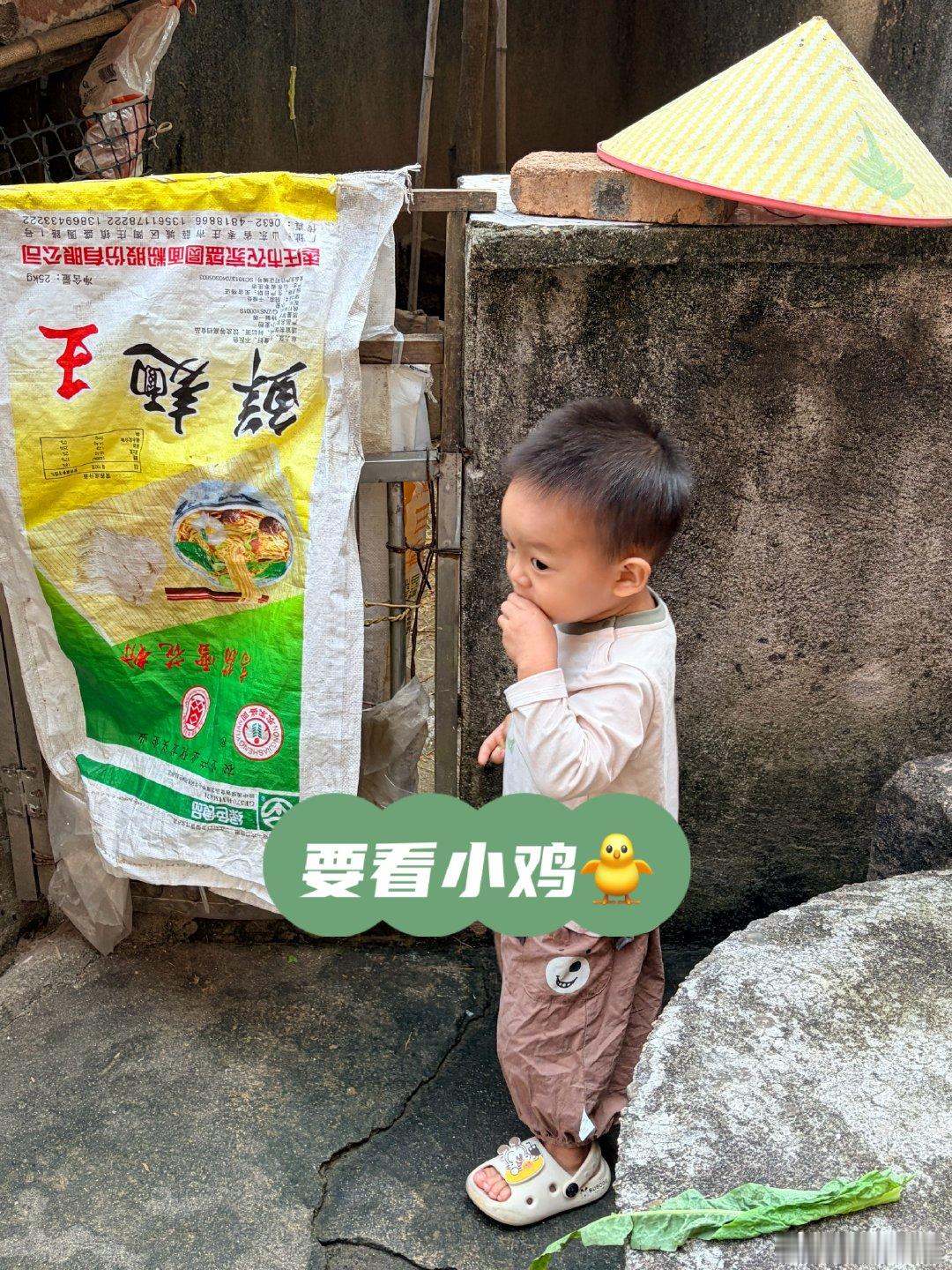 七点多就醒来不睡觉了，闹腾了半天才叫爸爸起来重奶喝。下来就要去看小鸡，看完还要去
