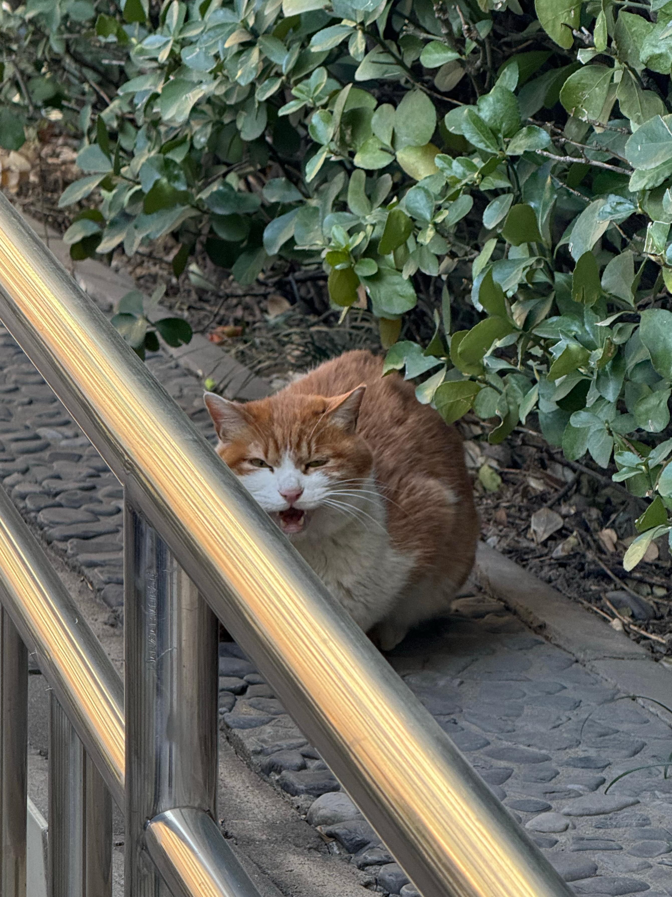 我们的新年  蛇年大吉  流浪小猫的新年礼物是猫条家养大猫的新年习俗是洗澡 