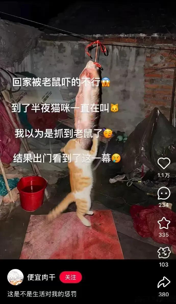 天南地北大拜年戳这里，一起放烟花>猫:这是我的[捂脸]