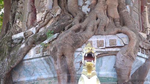 云南芒市的树包塔，堪称大自然与历史交融的奇迹。芒市这座边陲小城，自带东南亚风情与