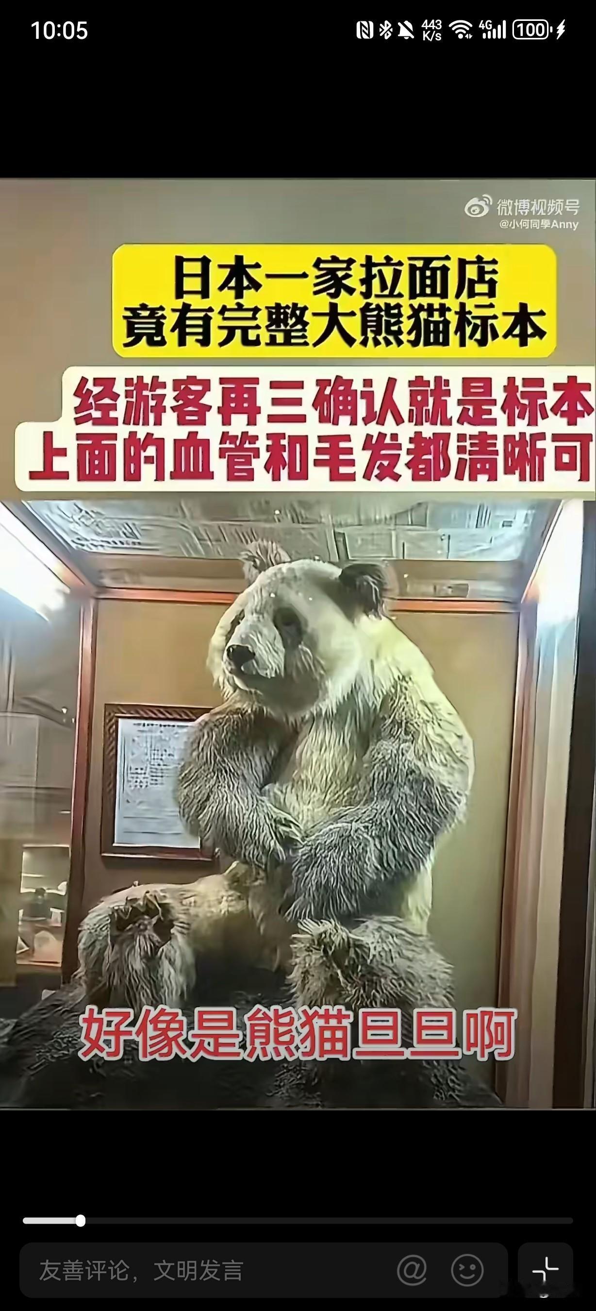 熊猫旦旦标本现身日本拉面店，沦为商家招揽顾客噱头。
大熊猫旦旦是极具象征意义的中