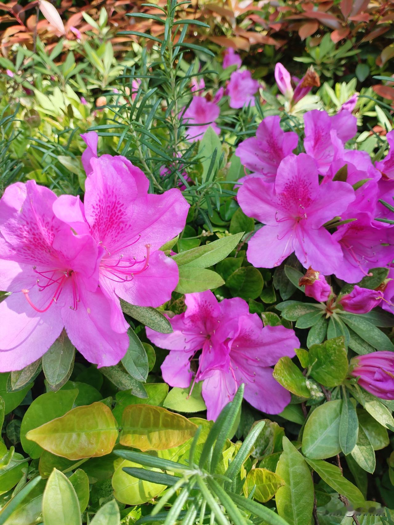 我们那里的映山红天冷的时候开放，一簇簇一丛丛，各种颜色都有，山里的映山红看着更鲜