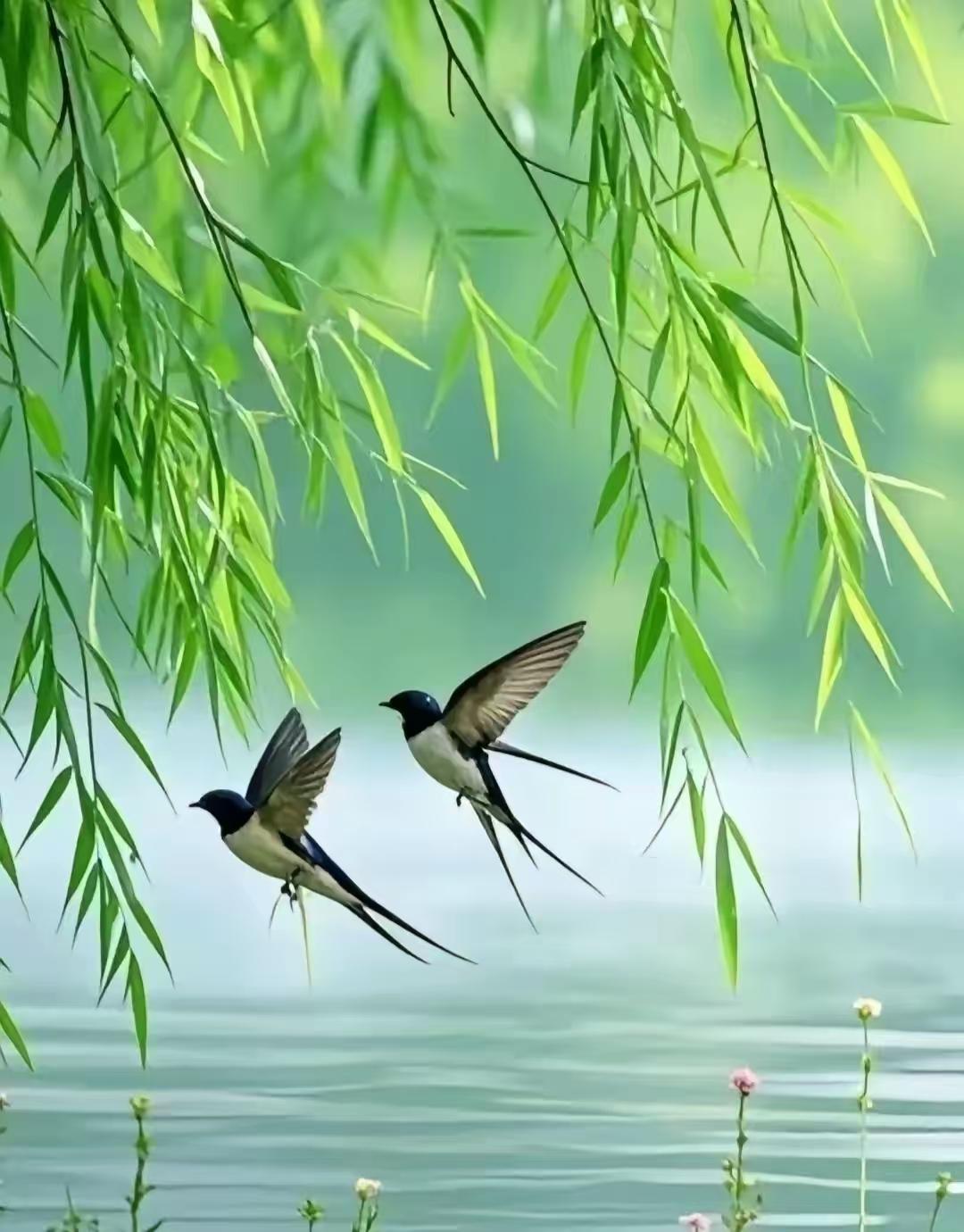 塞鸿秋·春江燕柳
春江漾漾波光斜，
绿柳柔条烟霞挂。
雨燕轻飞疏翠跨，
东风巧剪