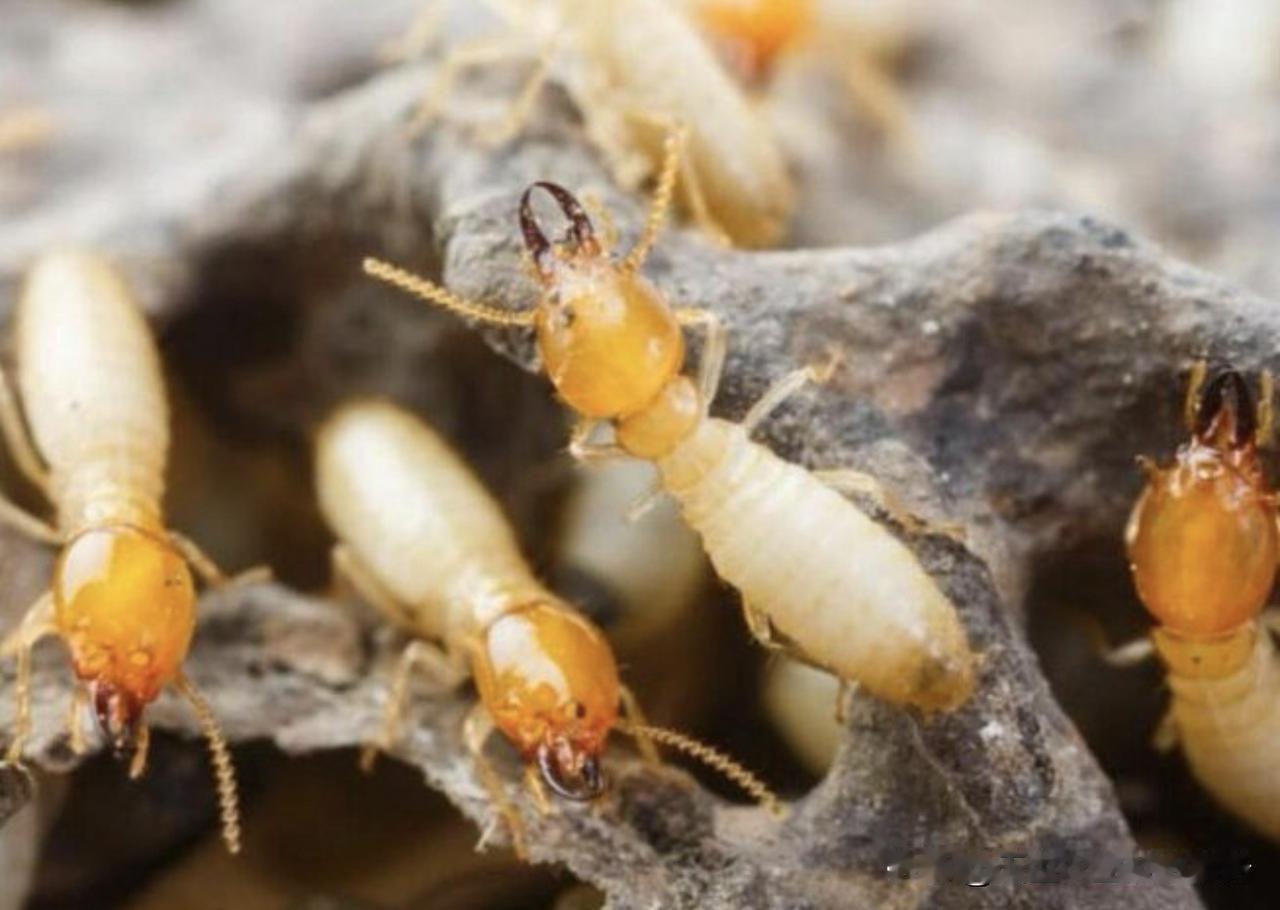 白蚁隐蔽性极强、繁殖速度快，专取木质纤维，蛀蚀房梁、地板、家具，每年分飞季繁殖蚁