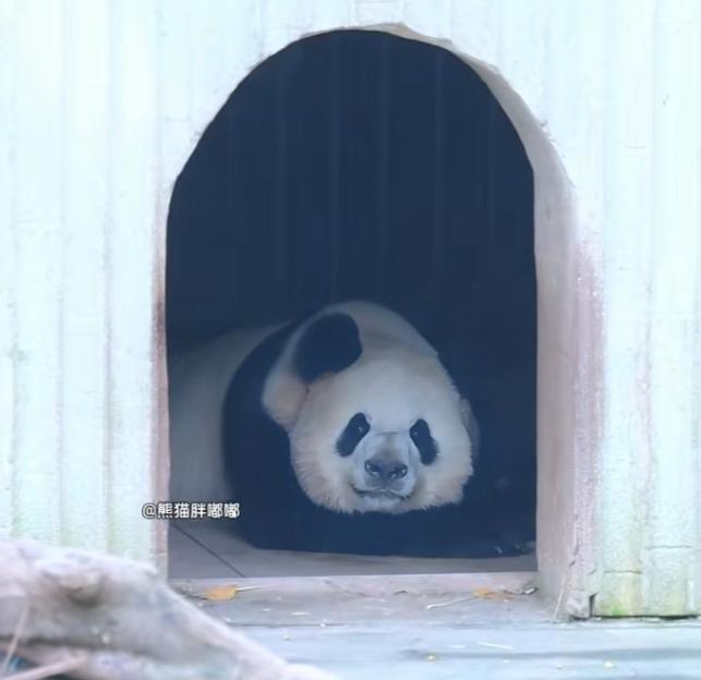 姜还是老的辣呀!好奇真精明:这么大的太阳，我才不出去上班呢，我还是待在洞口趴在地
