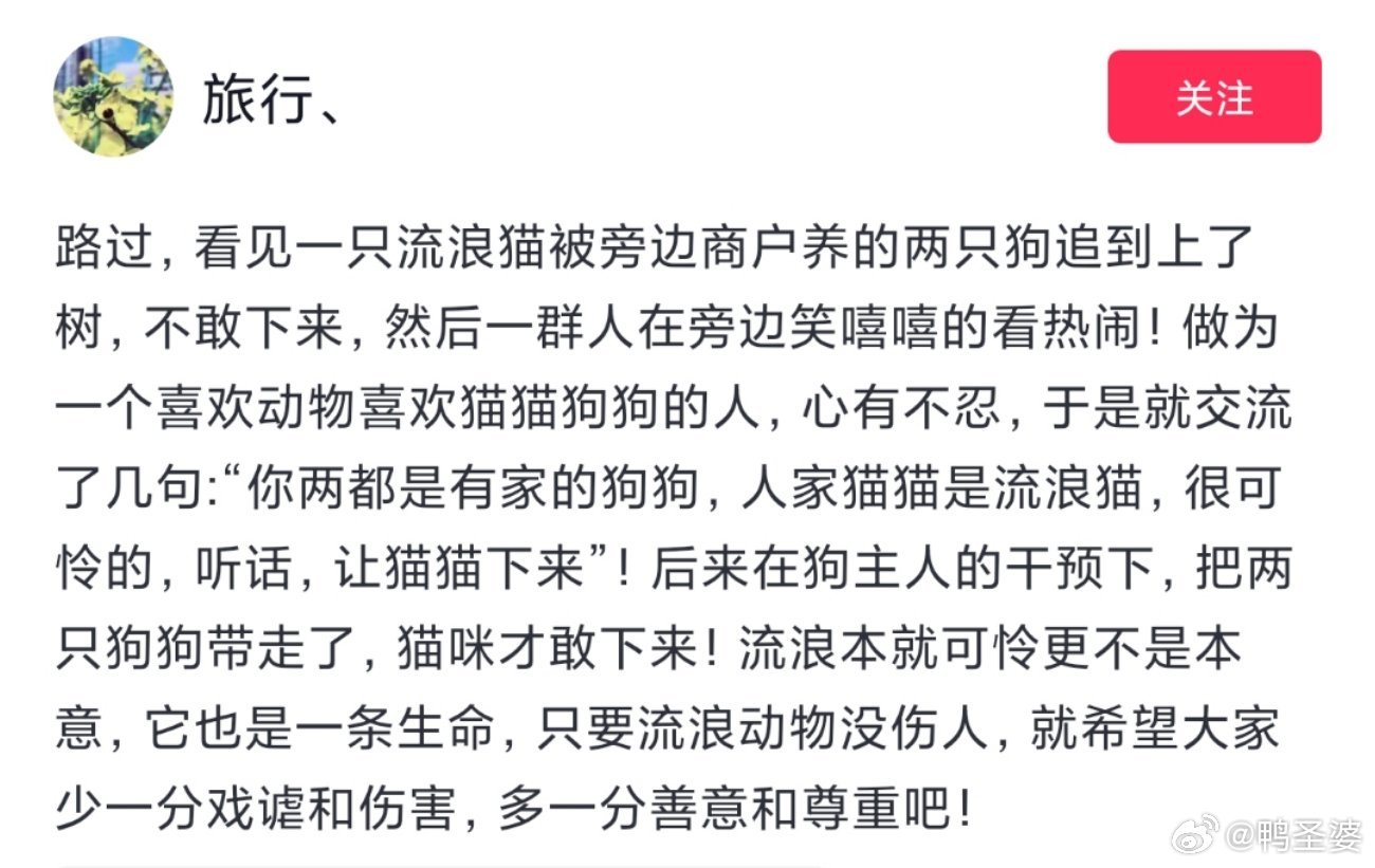 -没有拴绳，还放任狗去追吓小流浪…自己都是养宠人，却对生命一点善意都没有，实在让