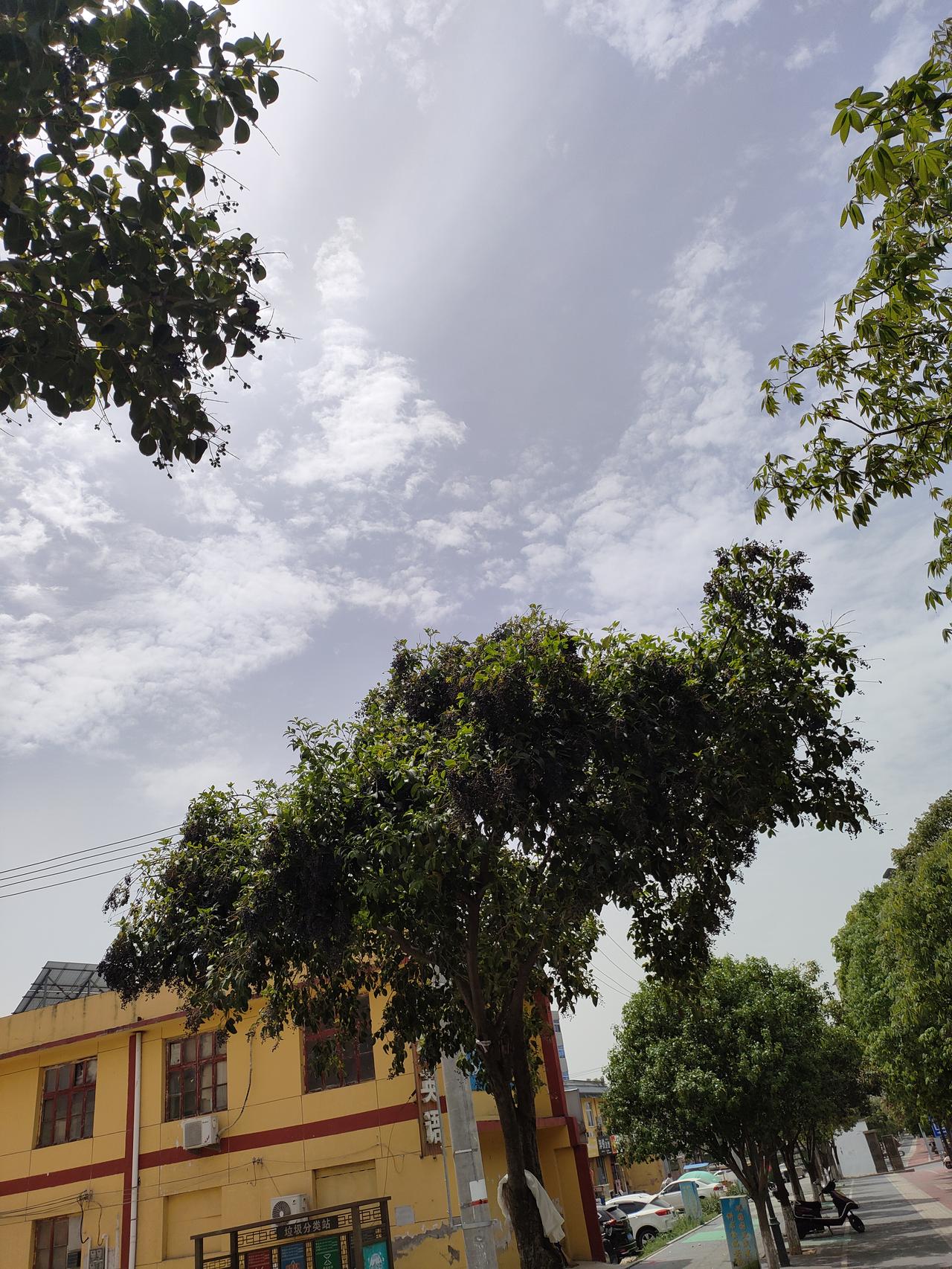 日常的街角，被阳光烘得暖融融的。抬头是清透的蓝天，树影在风里轻轻晃，连空气里都带